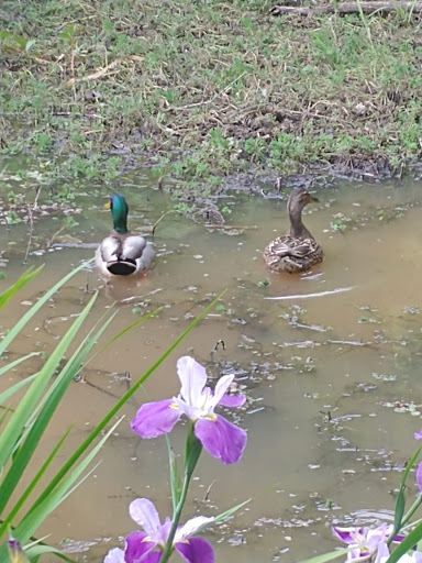 Nature Preserve «Melvin L. Newman Wetlands Center», reviews and photos, 2755 Freeman Rd, Hampton, GA 30228, USA