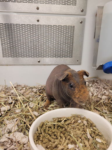 Pet Supply Store «Petco Animal Supplies», reviews and photos, 860 Broadway, New York, NY 10003, USA