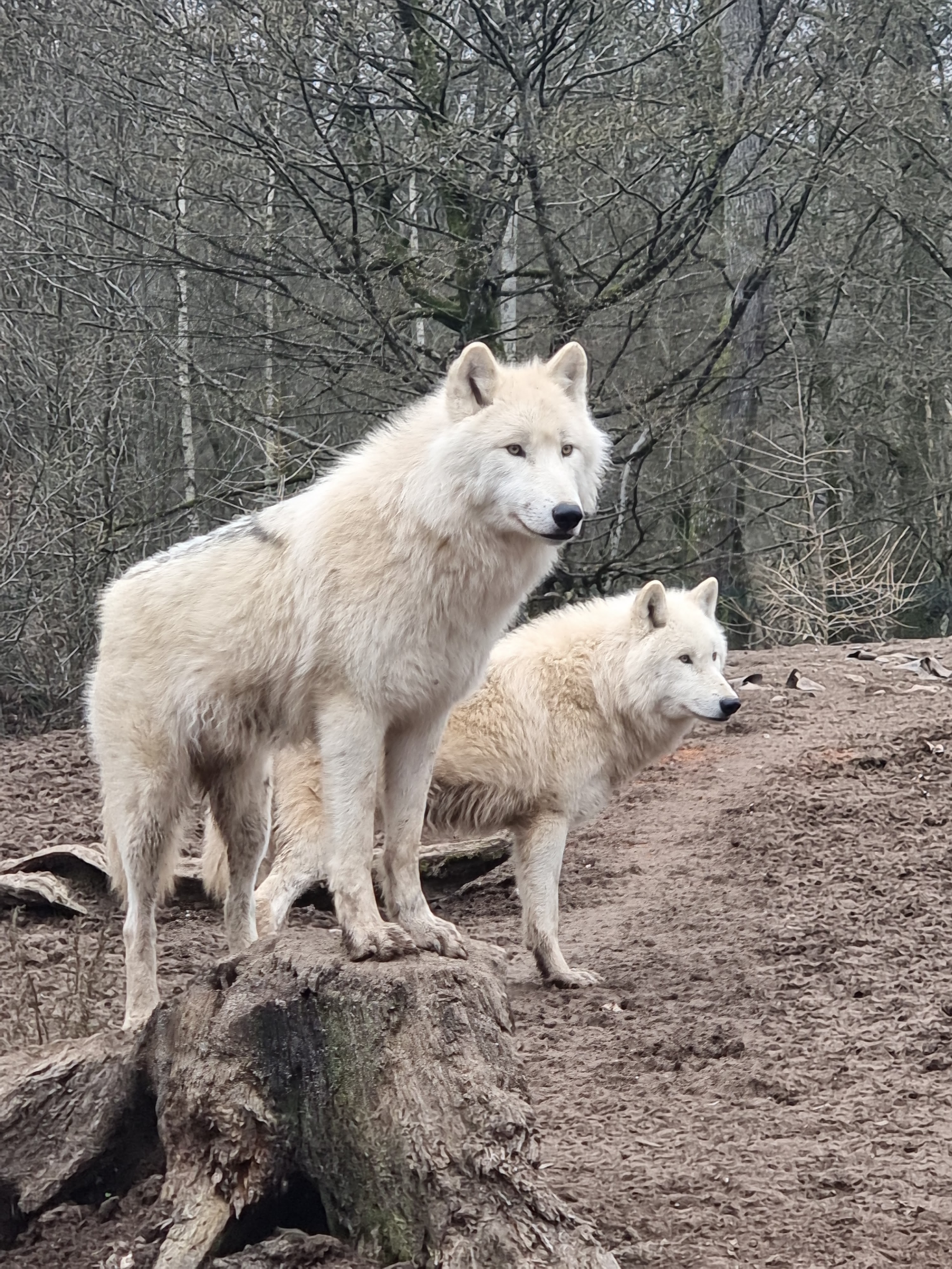 Photo n° 49 de l'avis de percque.a fait le 12/03/2023 à 16:11