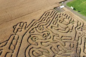 Farmer J's Corn Maze-World Record Corn Maze image