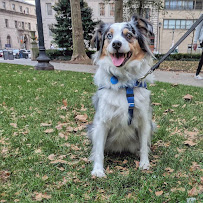 Tuff Pup Training - Photo 9 - Car repair in , Philadelphia