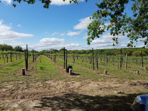 Winery «Westcave Cellars Winery», reviews and photos, 25711 Hamilton Pool Rd, Round Mountain, TX 78663, USA