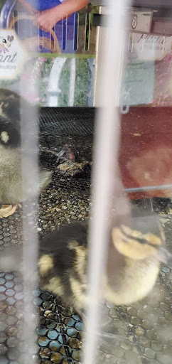 Home Improvement Store «Tractor Supply Co.», reviews and photos, 3239 Harrison St, Batesville, AR 72501, USA