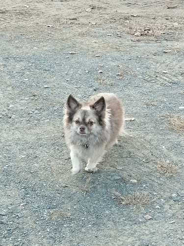 Comentarii opinii despre Dr.med.vet. Elmer Ahrens