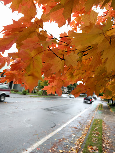 Park «Scriber Lake Park», reviews and photos, 5601 198th St SW, Lynnwood, WA 98036, USA