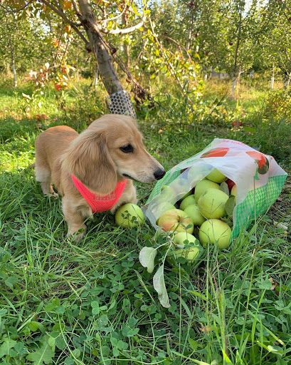 Farm «Fairmount Fruit Farm», reviews and photos, 887 Lincoln Street, Franklin, MA 02038, USA