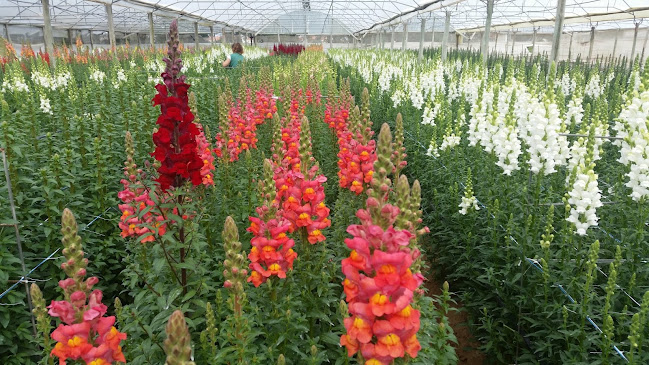 Florineve - Produção e Comércio de Flores - Floricultura