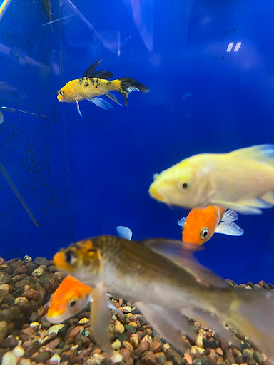 Pet Supply Store «PetSmart», reviews and photos, 4120 E 4th St, Ontario, CA 91764, USA