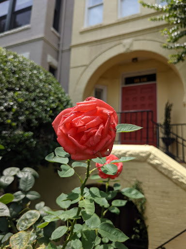 Modern Art Museum «The Phillips Collection», reviews and photos, 1600 21st St NW, Washington, DC 20009, USA