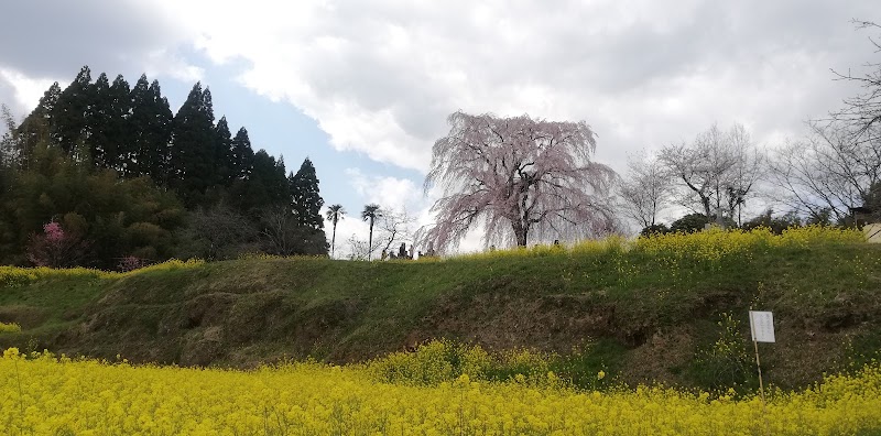 竹田市の墓守桜