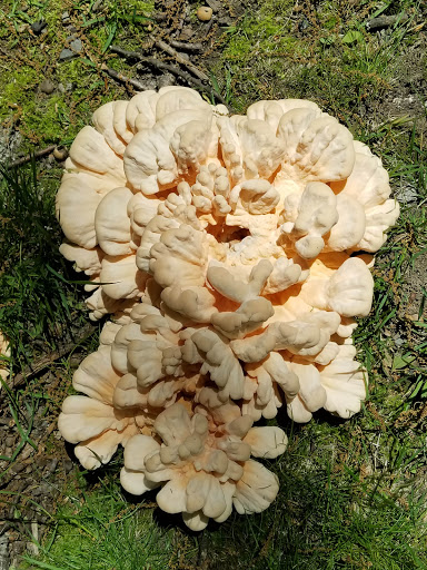 Park «Dorchester Park», reviews and photos, 2180 Dorchester Ave, Dorchester, MA 02124, USA