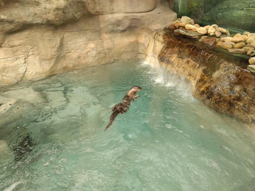 Aquarium «Tennessee Aquarium», reviews and photos, 1 Broad St, Chattanooga, TN 37402, USA