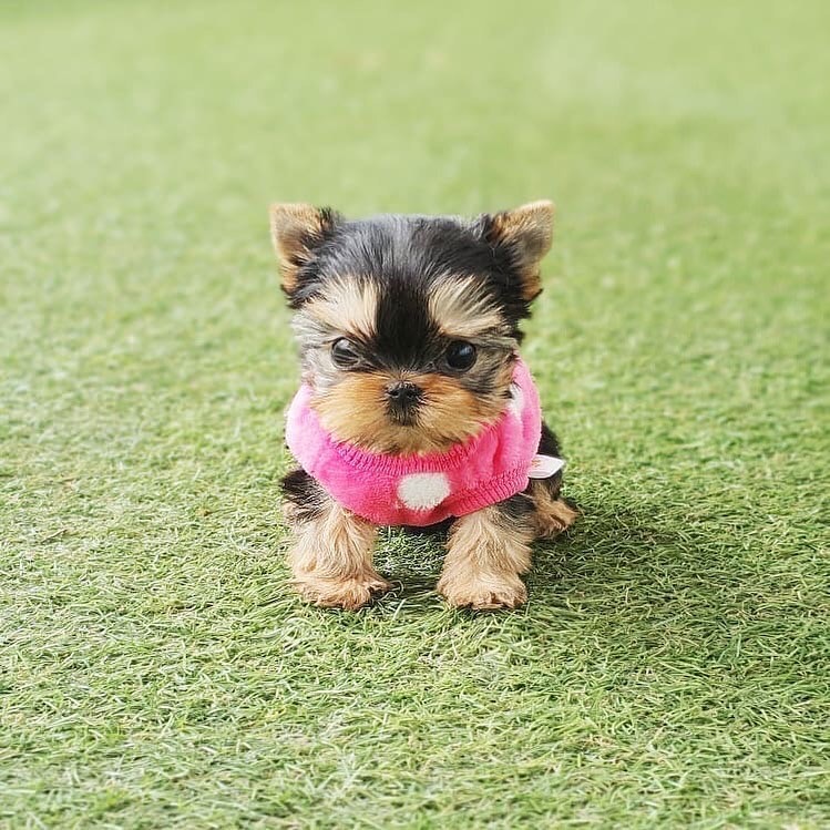 Teacup Puppies For Sale (Yorkies, Poodles, Pomeranian & Maltese Puppies)