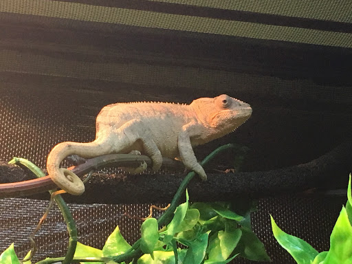 Pet Store «Petfection Exotic Pet Specialist», reviews and photos, 2989 PA-611 Suite 102, Tannersville, PA 18372, USA