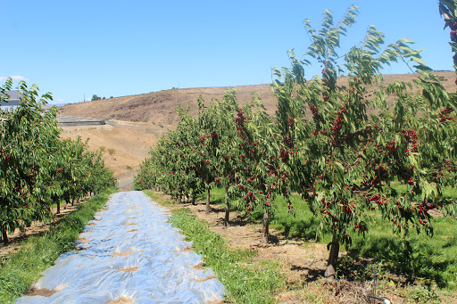 Produce Market «Washington Fruit Place At Barrett Orchards», reviews and photos, 1209 Pecks Canyon Rd, Yakima, WA 98908, USA