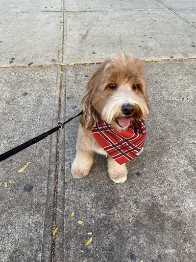 Pet Supply Store «PetSmart», reviews and photos, 238 Atlantic Ave, Brooklyn, NY 11201, USA