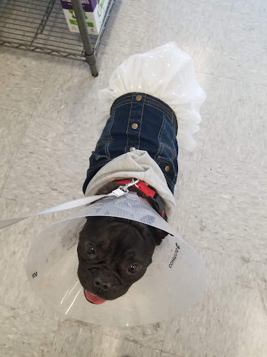 Pet Supply Store «Petco Animal Supplies», reviews and photos, 3320 Stockton Hill Rd, Kingman, AZ 86409, USA