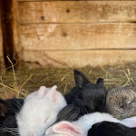Photo n°3 de l'avis de Matteo.e fait le 24/08/2023 à 23:40 sur le  Malga Misurina à Auronzo di Cadore