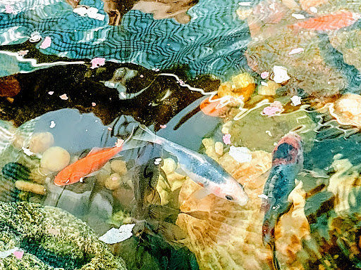 Pet Supply Store «Mini Pet Mart», reviews and photos, 1609 Virginia Ave, North Bend, OR 97459, USA