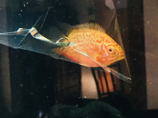 Pet Store «Pet Junction», reviews and photos, 146 NH-108, Dover, NH 03820, USA