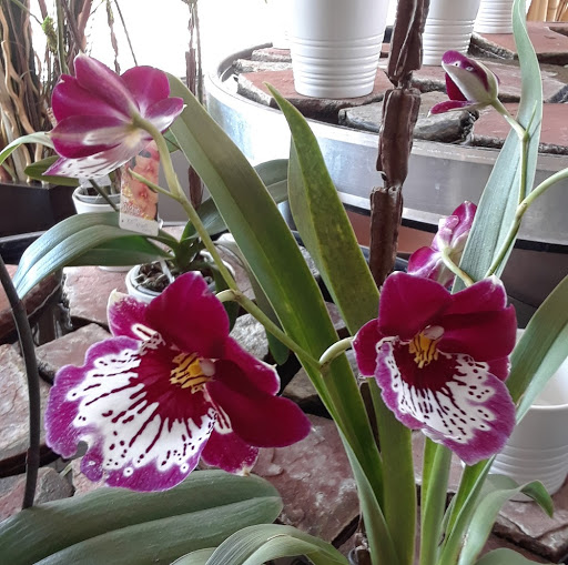 Florist «Skyway Creations», reviews and photos, 1407 S 8th St, Colorado Springs, CO 80905, USA