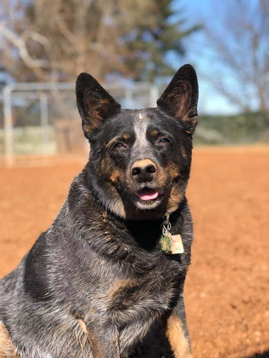 Pet Supply Store «Pet Valu», reviews and photos, 2315 Hanover Pike, Hampstead, MD 21074, USA