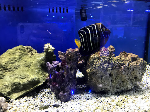 Tropical Fish Store «Pisces Reef Fish Emporium, LLC», reviews and photos, 9326 W Sahara Ave, Las Vegas, NV 89117, USA