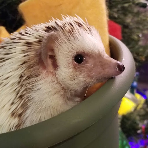 Toy Store «Happy Up Inc. - previously Once Upon a Toy», reviews and photos, 6654 Edwardsville Crossing Dr, Edwardsville, IL 62025, USA