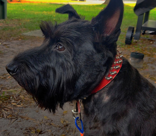 Pet Supply Store «Petco Animal Supplies», reviews and photos, 4139 US Hwy 98 N, Lakeland, FL 33809, USA