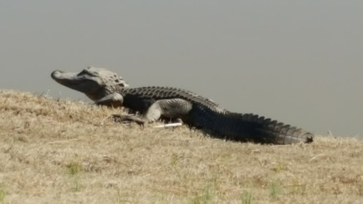 Golf Club «Cape Fear National Golf Course at Brunswick Forest», reviews and photos, 1281 Cape Fear National Dr, Leland, NC 28451, USA