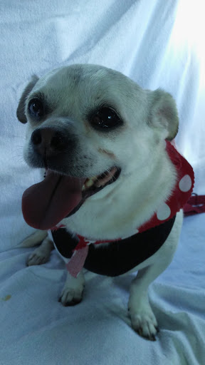 Pet Supply Store «Petco Animal Supplies», reviews and photos, 101 Hale Rd, Manchester, CT 06042, USA