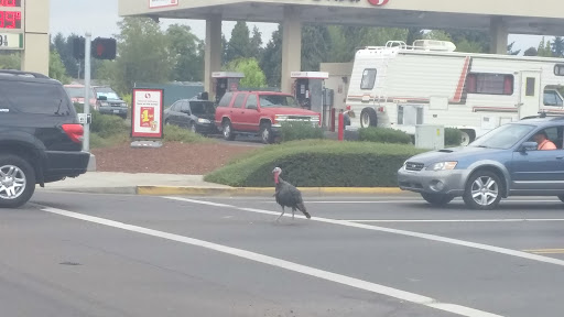 Auto Parts Store «AutoZone», reviews and photos, 2063 S Santiam Hwy, Lebanon, OR 97355, USA