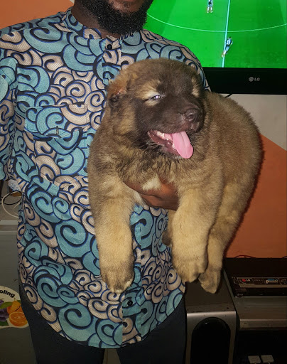 Sueshae Pets, Behind South South Filling Station Saduib Avenue, Rivers, Link Road, Rumuola, Port Harcourt, Nigeria, Veterinarian, state Rivers