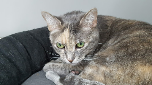 Pet Supply Store «Pet Supplies Plus», reviews and photos, 1433 E Main St, Owosso, MI 48867, USA