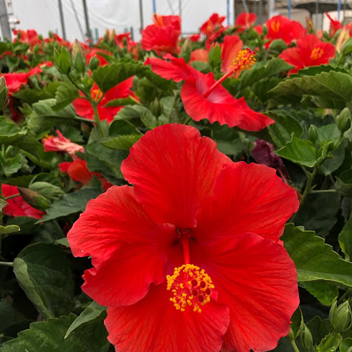 Garden Center «Gro-Rite Garden Center & Florist», reviews and photos, 30 Hillview Rd, Lincoln Park, NJ 07035, USA