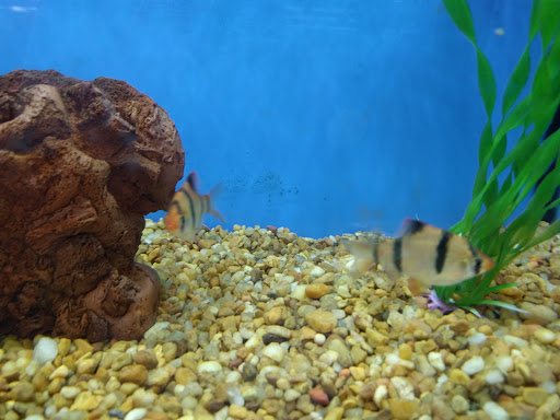 Pet Supply Store «Petco Animal Supplies», reviews and photos, 110 Percival Rd, Columbia, SC 29206, USA