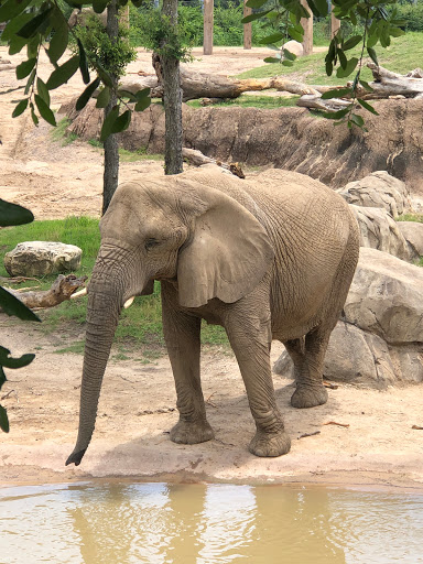 Transit Stop «Dallas Zoo Station», reviews and photos, 614 S. Ewing Avenue, Dallas, TX 75203, USA