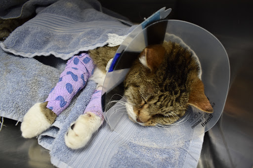 Pet Cremations Lincoln Nebraska image