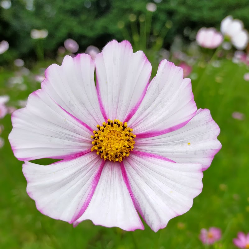 香山ラベンダーの丘 広島県世羅町別迫 庭園 グルコミ