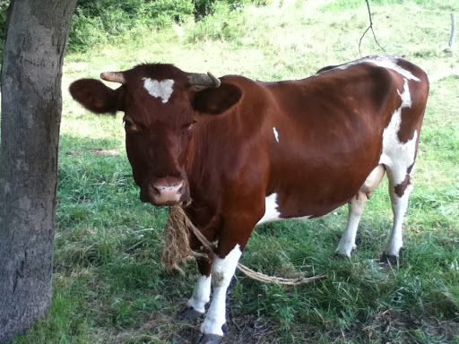 History Museum «Living History Farms», reviews and photos, 11121 Hickman Rd, Urbandale, IA 50322, USA