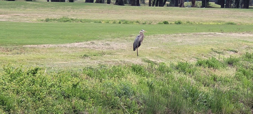 Golf Course «Aeropines Golf Club», reviews and photos, 1001 G Ave, Virginia Beach, VA 23460, USA