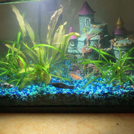 Pet Store «Windy City Pet Store», reviews and photos, 1660 N 4th St m, Laramie, WY 82072, USA