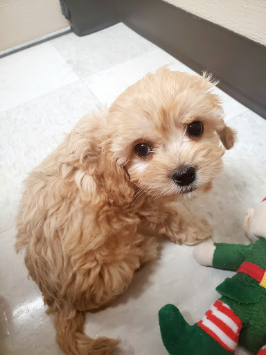 Pet Store «Petland», reviews and photos, 7030 Bandera Rd, San Antonio, TX 78238, USA