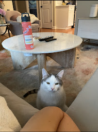 Petsitting by Athena L.L.C. - Photo 4 - Car repair in , Yonkers