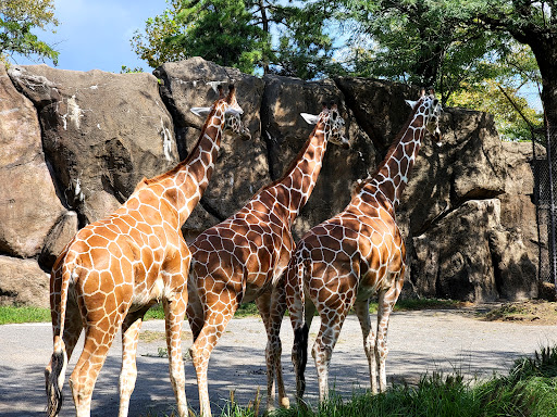 Giraffe Habitat image 1