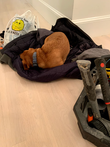 Pet Supply Store «PetSmart», reviews and photos, 250 Grossman Dr, Braintree, MA 02184, USA