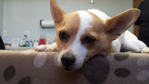 Countryside Animal Clinic image