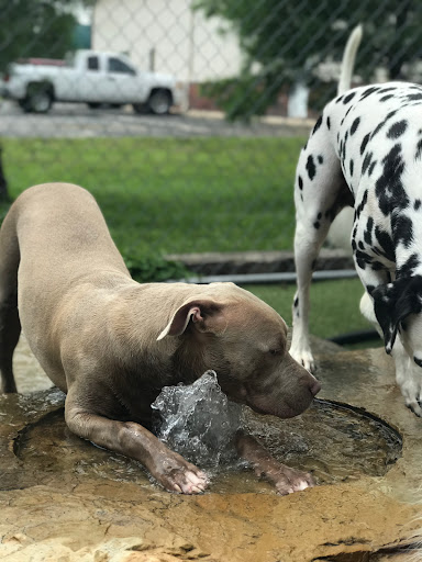 Pet Store «Happy, Clean and Smart», reviews and photos, 5700 W Kilgore Ave, Muncie, IN 47304, USA