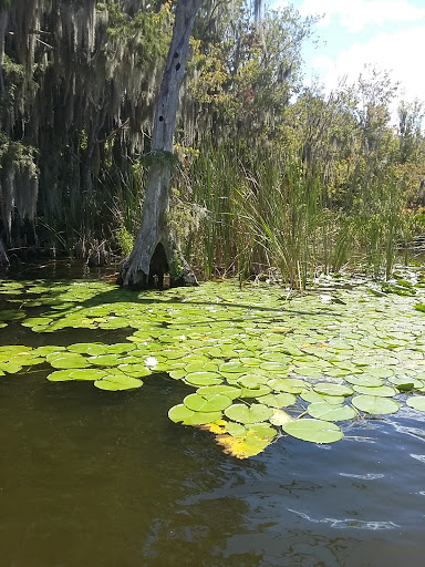 Tourist Attraction «Premier Boat Tours», reviews and photos, 100 Alexander St, Mt Dora, FL 32757, USA
