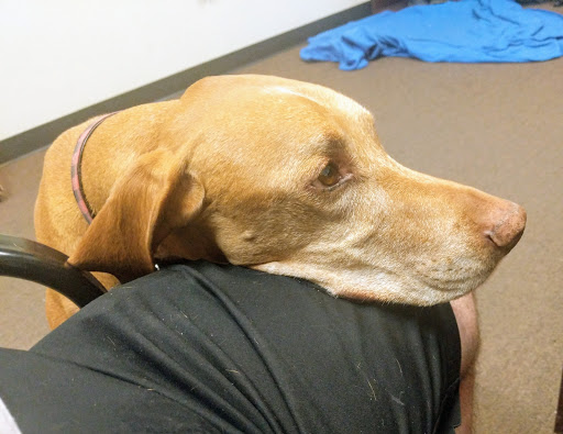 Motorcycle Dealer «Moto City», reviews and photos, 310 N Dysart Rd, Avondale, AZ 85323, USA